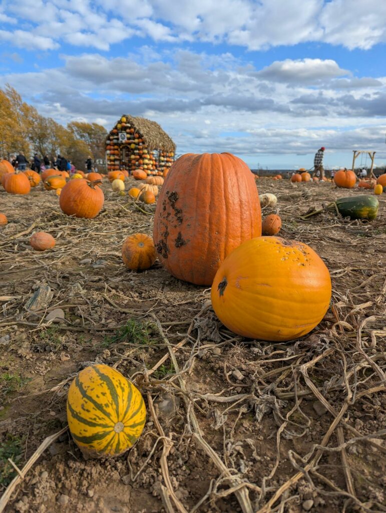 Pumpkin patch in lombardia: organizza un tour con bus a noleggio NCC