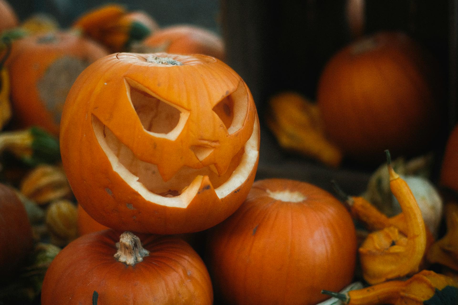 pumpkin patch tour per halloween con pullman a noleggio