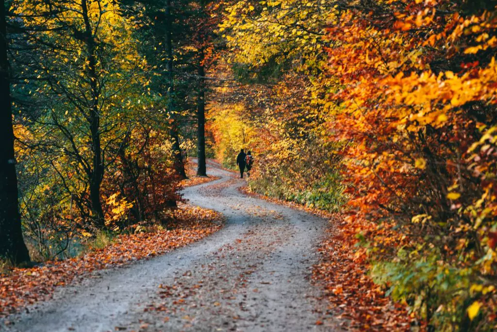 Foliage in lombardia: 8 posti magici dove vivere l'autunno con tour in pullman NCC