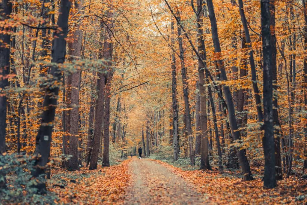 luoghi del foliage in lombardia da visitare con tour NCC carnelli